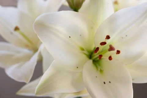 White lilies Stock Photos