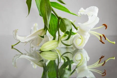White lilies with a reflection on a gray background 库存照片