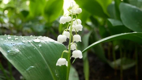 White lilies of the valley in spring Stock Footage 130025066