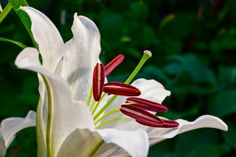 White lilly closeup Foto stock