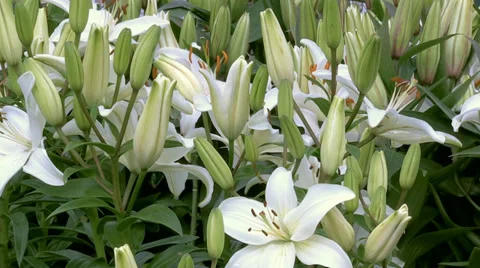 White Lilly flowers tilt down Stock Footage 39935909