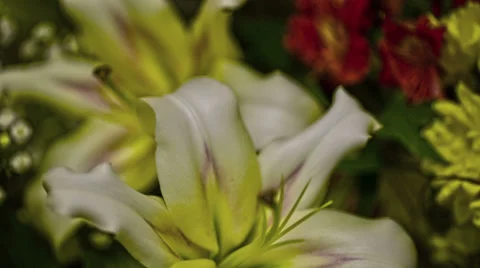 White Lilly Stock Footage 33819908