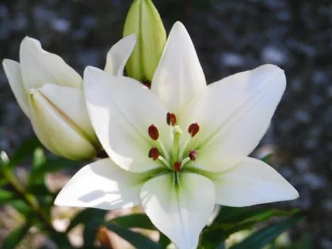 White Lilly 스톡 사진