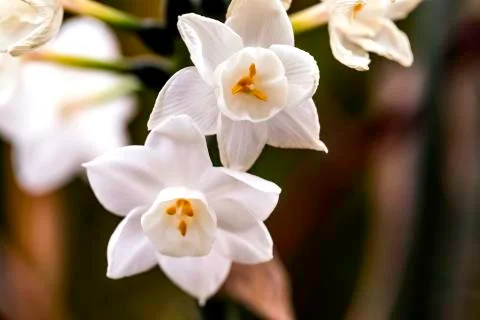 WHITE LILLY 写真素材