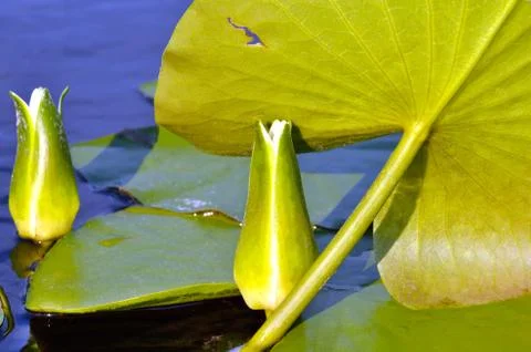 White lily against the blue water Stock Photos