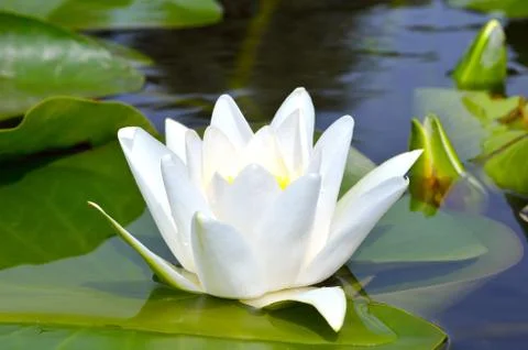 White lily against the blue water Stock Photos