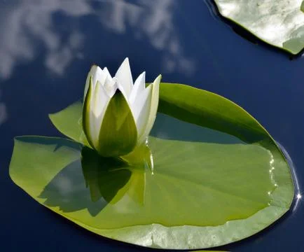 White lily against the blue water Stock Photos