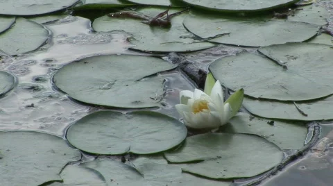 White lily almost open Stock Footage 840860