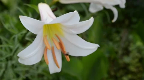 White lily on a bed Stock Footage 56828428
