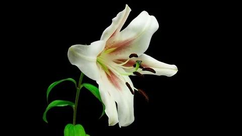 White lily blooming timelapse Stock Footage 109134943