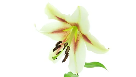 White lily blooming timelapse Stock Footage 109135172