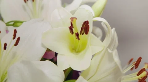 White Lily blossoming timelapse Stock Footage 69028407