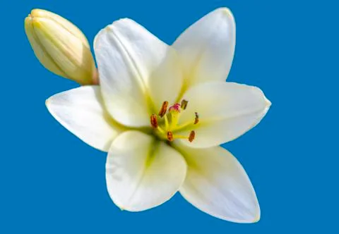 White lily on a blue background. Stock Photos