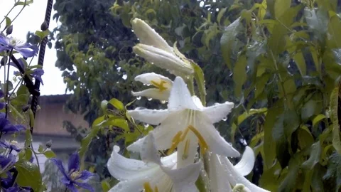 White lily buds and white Lily flower Видео 76584325