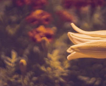 White Lily Captured With Shallow Depth Of Field, Sharp On Petal Point Stock Photos