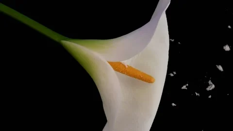 White lily close up Stock Footage 161507620