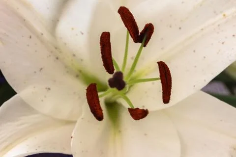 A white lily in close up Stock Photos