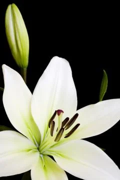 White lily with copy space Stock Photos