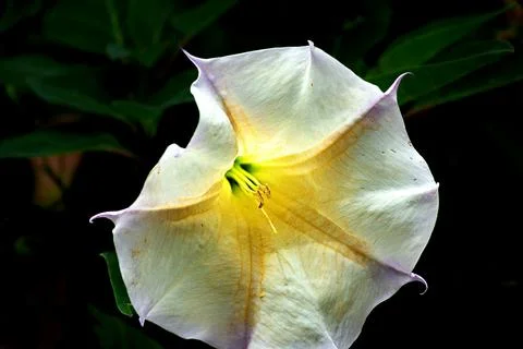 White lily with dark background Foto stock