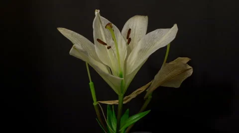 White lily decay 10 seconds rev Stock Footage 6529470