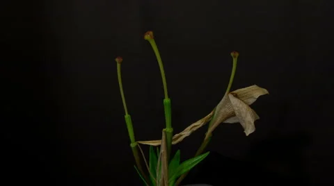 White lily decay 5 seconds rev Stock Footage 6529491