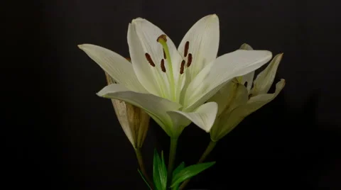 White lily decay 5  seconds Stock Footage 6529674