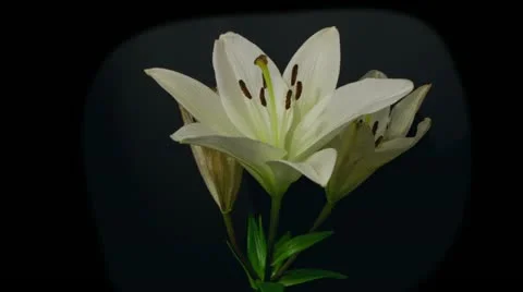 White lily decay time lapse 5 seconds Stock Footage 10945519