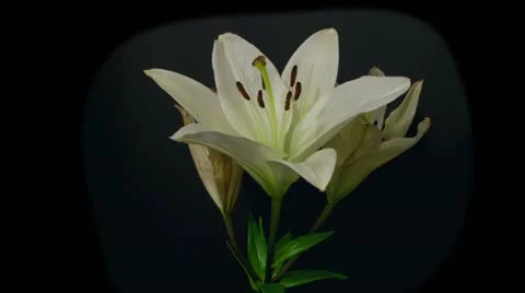 White lily decay time lapse 5 seconds reverse Stock Footage 10945525