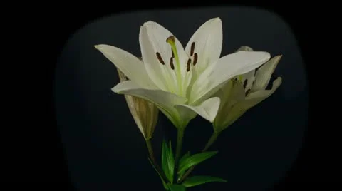 White lily decay time lapse 10 seconds Stock Footage 10945671