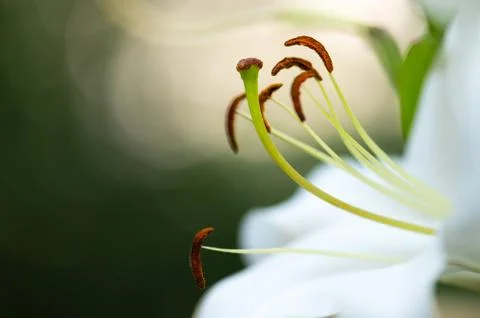 The white lily deploys its elegant anthers and fragancy Stock Photos