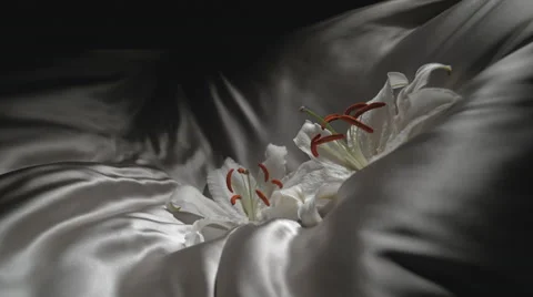 White lily falling on white silk fabric. Slow Motion. Stock Footage