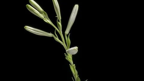 White Lily Flower Blooming Stock-Footage 90702555
