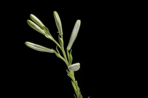 White Lily Flower Blooming Stock Footage 90702764