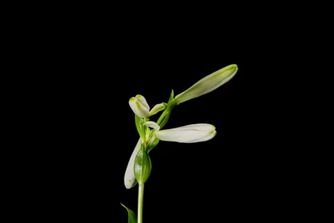 White Lily Flower Blooming Stock Footage 111484705
