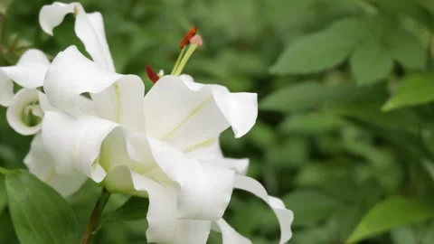 White lily flower blooming gently swaying in the breeze Stock Footage 340081248