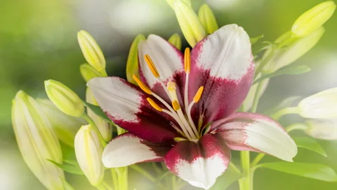 White Lily Flower blooming In Time-Lapse 4K Stock Footage 54332973