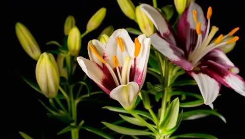 White Lily Flower blooming In Time-Lapse 4K in front of black background Stock Footage 54720643