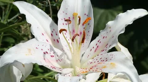 White lily flower Stock Footage 11524815