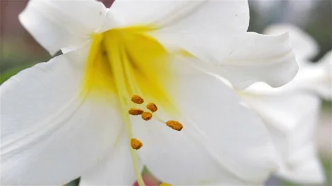 White lily flower Stock Footage 80688950