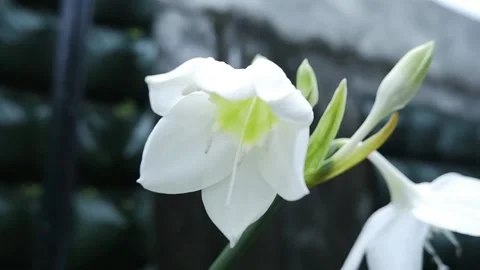 White Lily Flower Stock Footage 186900680