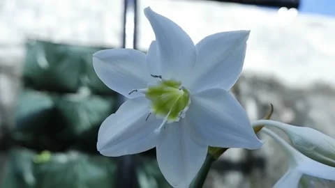 White Lily Flower Stock Footage 186900770