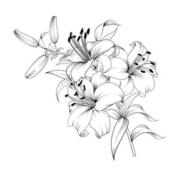 White lily flower. Stock Illustration