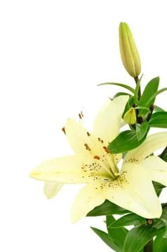 White lily flower Stock Photos