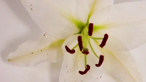 White Lily Flower Rotating on White Background Vídeos de archivo 305129133