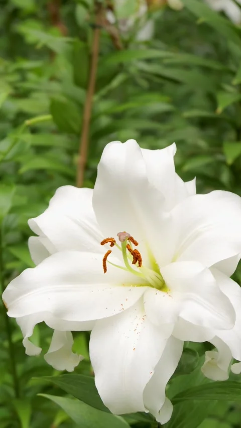 White Lily Flower Swaying in the Wind - Vertical Video Stock Footage 340081406