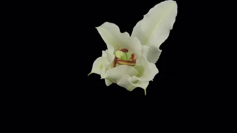 White Lily Flowering Stock Footage 74407479