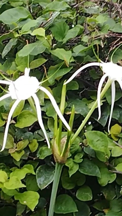 White lily flowers that have started to wilt Stock-Footage 228806703