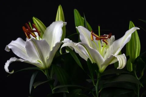 White lily flowers Stock Photos