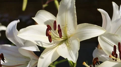 White lily Stock Footage