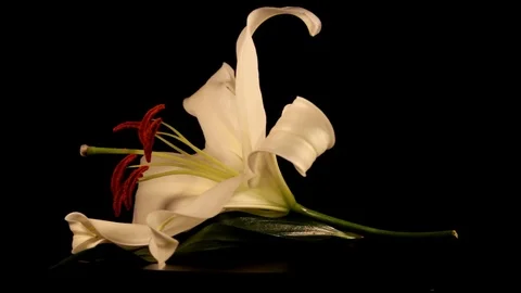 White lily Stock Footage 125066042